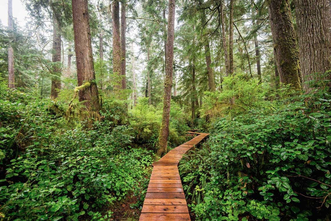 Hiking in Tofino